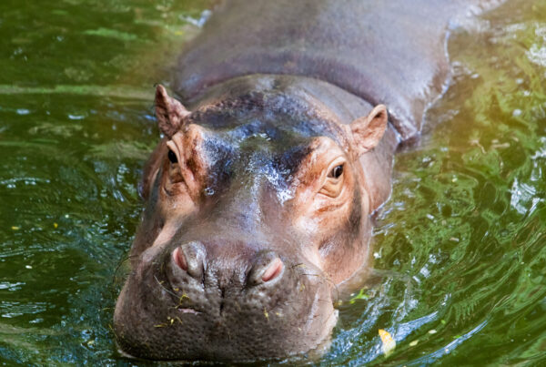 hipopotamo-autosafari-chapin